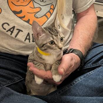 Nena -  American Shorthair Cat for Adoption in Las Vegas, Nevada - Nena | PetCurious