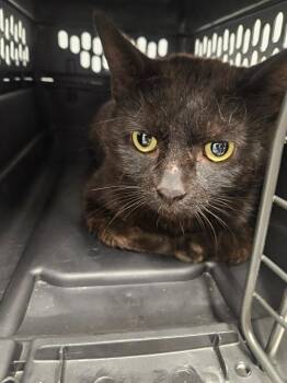 Bojangles -  Domestic Short Hair Cat for Adoption in Bloomington, Indiana - Bojangles | PetCurious