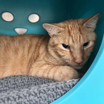 Domestic Short Hair and Mixed Breed Cats Available for Adoption in Titusville, Florida - Tonka Truck | PetCurious