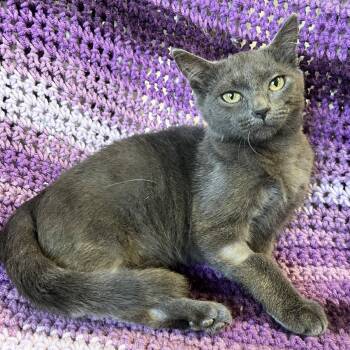 Rescue Domestic Short Hair Cats for Adoption in Mt. Juliet, Tennessee - Libby | PetCurious