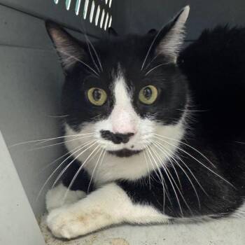 Domestic Short Hair Cats Available for Adoption - Buttons | PetCurious