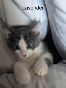 Lavender -  Domestic Short Hair Cat for Adoption in Heber City, Utah - Lavender | PetCurious