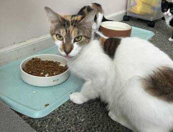 Domestic Short Hair Cats Available for Adoption - Bertha  | PetCurious