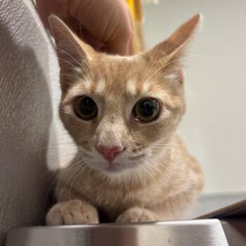 Cinnamon -  Domestic Short Hair Cat for Adoption in Tampa, Florida - Cinnamon | PetCurious