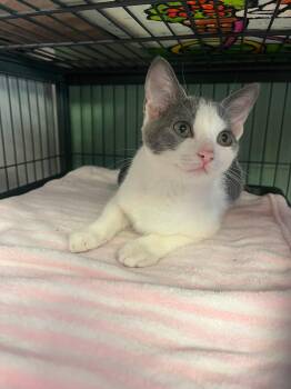 McKenzie -  Domestic Short Hair Cat for Adoption in Broomall, Pennsylvania - McKenzie | PetCurious
