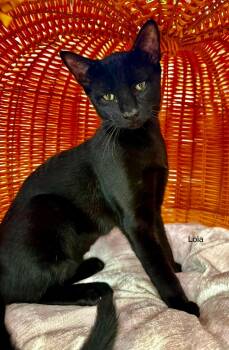 Lola exotic athletic friendly -  Domestic Short Hair and Bombay Cat for Adoption in Jackson, Georgia - Lola Exotic Athletic Friendly | PetCurious
