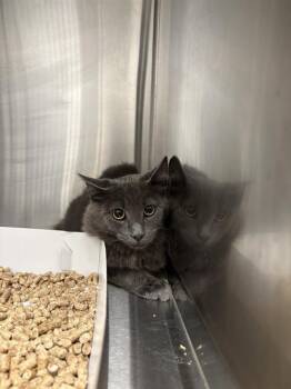 RUNT -  Domestic Short Hair Cat for Adoption in Indianapolis, Indiana - RUNT | PetCurious