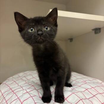 Mandy -  Domestic Short Hair Cat for Adoption in Redwood City, California - Mandy | PetCurious
