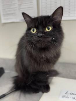 Lou -  Domestic Long Hair Cat for Adoption in Bemidji, Minnesota - Lou | PetCurious