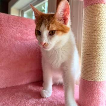 Cooper -  Domestic Short Hair Cat for Adoption in Woodstock, Virginia - Cooper | PetCurious