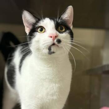 Domestic Medium Hair Cats Available for Adoption in Concord, North Carolina - Smudge | PetCurious