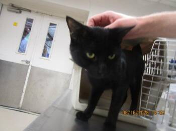 Salem (629) -  Domestic Short Hair Cat for Adoption in Marietta, Georgia - Salem (629) | PetCurious