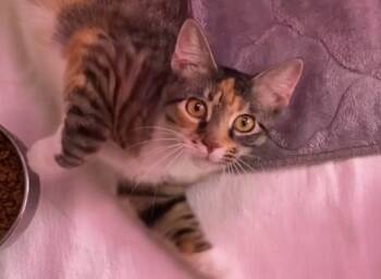 Rescue Domestic Short Hair Cats for Adoption in Greene, New York - Tiara | PetCurious