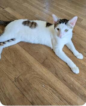 Domestic Short Hair Cats Available for Adoption in Riverside, California - Hearts | PetCurious