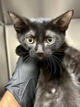 The Thing -  Domestic Short Hair Cat for Adoption in Wichita, Kansas - The Thing | PetCurious