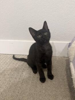 Domestic Short Hair Cats Available for Adoption in Denver, Colorado - DipStick | PetCurious