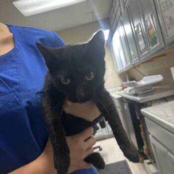 Ross -  Domestic Short Hair Cat for Adoption in Lewisburg, West Virginia - Ross | PetCurious