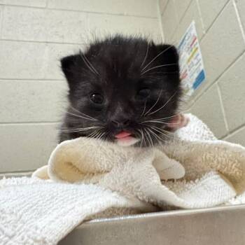 Domestic Short Hair Cats Available for Adoption in Elmwood Park, Wisconsin - Frito | PetCurious