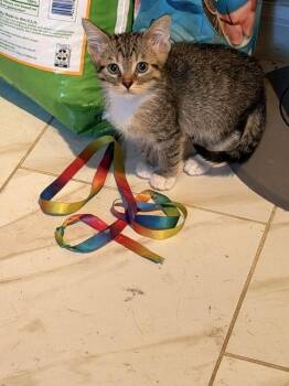 Canyon (2232) -  Tabby Cat for Adoption in Zephyrhills, Florida - Canyon (2232) | PetCurious