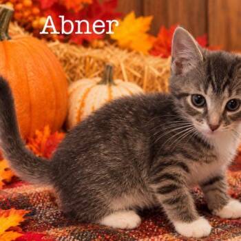 Abner -  Domestic Short Hair Cat for Adoption in Seven Valleys, Pennsylvania - Abner | PetCurious