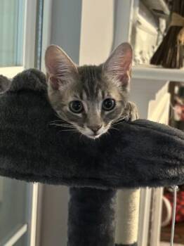 Wilson SH -  Domestic Short Hair Cat for Adoption in Greenville, South Carolina - Wilson SH | PetCurious
