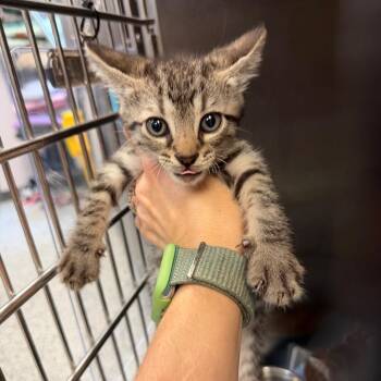 Gibbs -  Domestic Short Hair Cat for Adoption in Port Charlotte, Florida - Gibbs | PetCurious