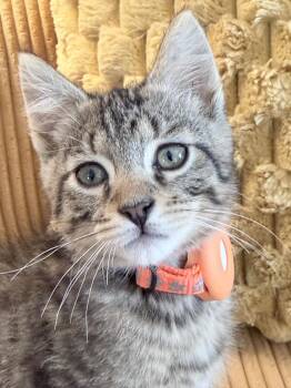Pepper Jack -  Tiger Cat for Adoption in Honeoye, New York - Pepper Jack | PetCurious