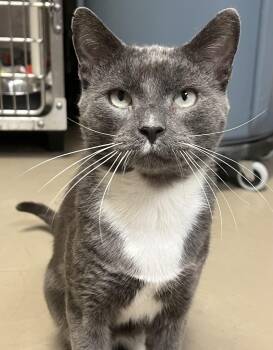 Mr. Grey -  Domestic Short Hair Cat for Adoption in Johnston, Rhode Island - Mr. Grey | PetCurious