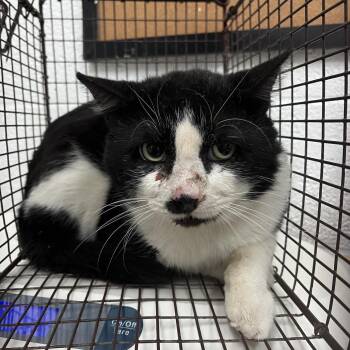 Domestic Short Hair Cats Available for Adoption - Mister | PetCurious