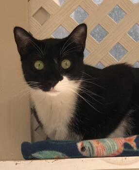 Tuxedo Cats Available for Adoption in Lompoc, California - Loki | PetCurious