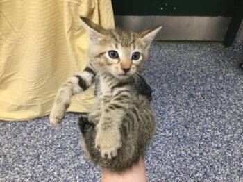 A1919390 -  Domestic Short Hair Cat for Adoption in Thousand Palms, California - A1919390 | PetCurious