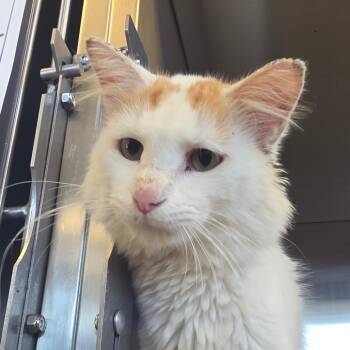 Mordecai -  Domestic Short Hair Cat for Adoption in Bristol, Indiana - Mordecai | PetCurious