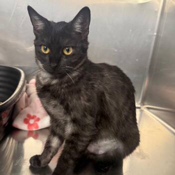 Boopers -  Domestic Short Hair Cat for Adoption in Spokane, Washington - Boopers | PetCurious