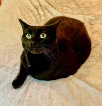 Rescue Domestic Short Hair Cats for Adoption in Rochester, New Hampshire - Luca | PetCurious