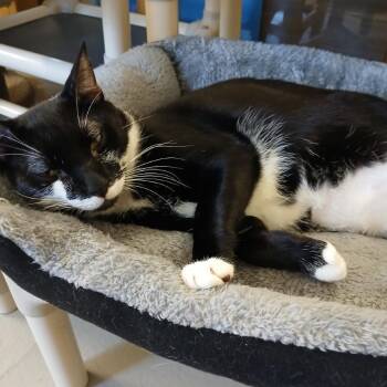 Scurry -  Domestic Short Hair Cat for Adoption in Morristown, Vermont - Scurry | PetCurious