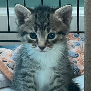Jerry -  Domestic Short Hair Cat for Adoption in Harrisonburg, Virginia - Jerry | PetCurious