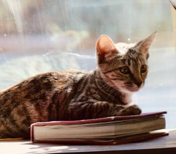 Butternut -  Domestic Short Hair Cat for Adoption in Lincoln, California - Butternut | PetCurious