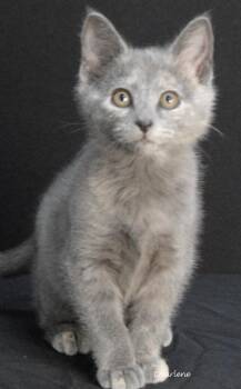Espresso -  Dilute Tortoiseshell Cat for Adoption in Newland, North Carolina - Espresso | PetCurious