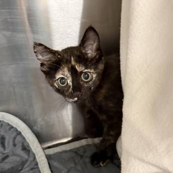 Domestic Short Hair Cats Available for Adoption in East St. Louis, Illinois - Callie-C | PetCurious