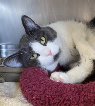 David -  Domestic Short Hair Cat for Adoption in Franklin Township, New Jersey - David | PetCurious