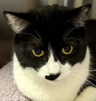 Horse -  Domestic Short Hair Cat for Adoption in Walnut Creek, California - Horse | PetCurious