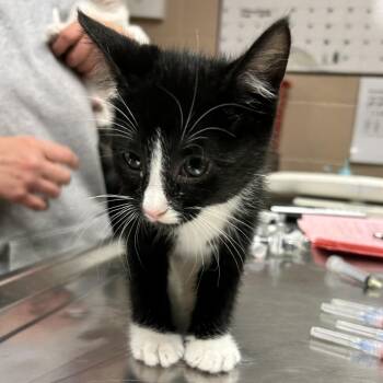 Domestic Short Hair Cats Available for Adoption in Newport, North Carolina - Cyborg | PetCurious