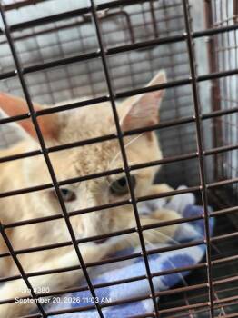 ICE CREAM -  Domestic Short Hair Cat for Adoption in San Antonio, Texas - ICE CREAM | PetCurious