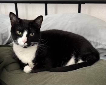 Tuxedo and Domestic Short Hair Cats Available for Adoption - Viola | PetCurious