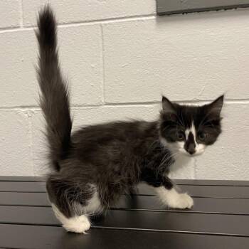 Scout -  Domestic Medium Hair Cat for Adoption in Dayton, Ohio - Scout | PetCurious