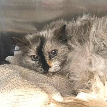 Sugar -  Domestic Long Hair Cat for Adoption in Idaho Falls, Idaho - Sugar | PetCurious