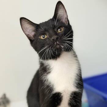 Binxie Boy -  Domestic Short Hair Cat for Adoption in Champaign, Illinois - Binxie Boy | PetCurious