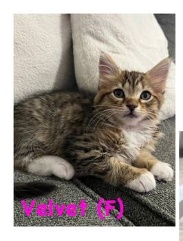 Velvet -  Domestic Short Hair and Tabby Cat for Adoption in Vancouver, Washington - Velvet | PetCurious