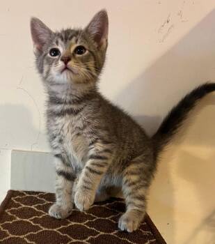 Gumdrop -  Domestic Short Hair Cat for Adoption in East Brunswick, New Jersey - Gumdrop | PetCurious