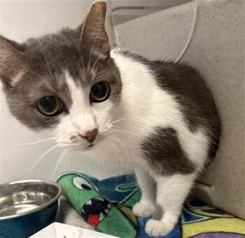 A882911 -  Domestic Short Hair Cat for Adoption in Camarillo, California - A882911 | PetCurious